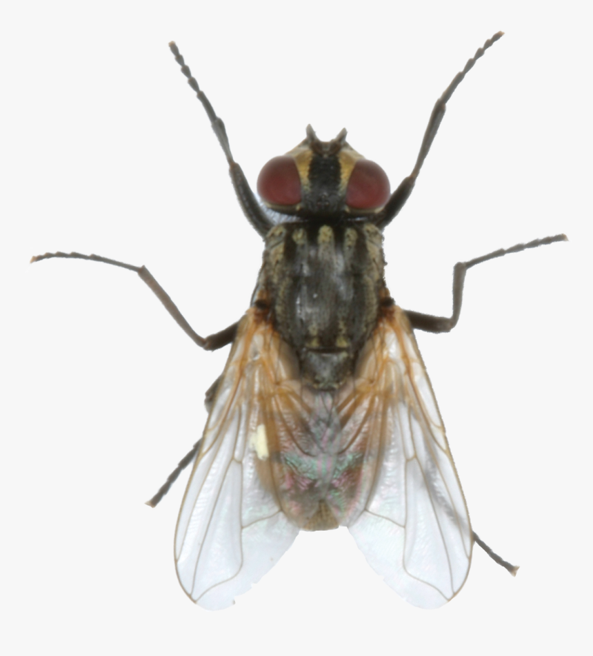 House Fly, HD Png Download, Free Download