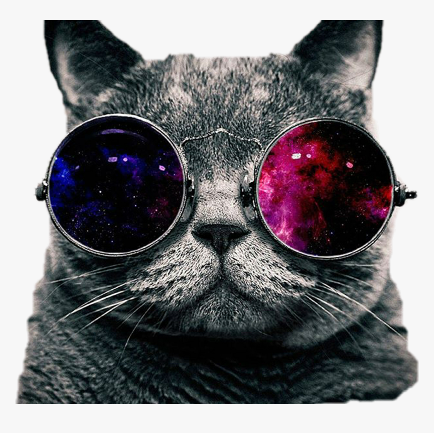 #cute #cat #galaxyglasses #hippie - Galaxy Cat, HD Png Download, Free Download