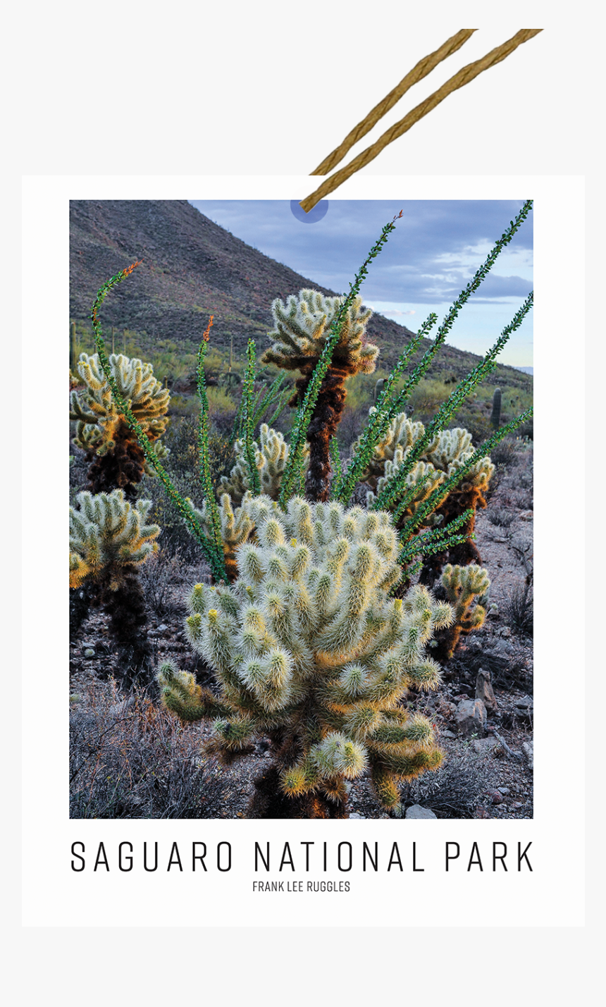 Jumping Cholla, HD Png Download, Free Download