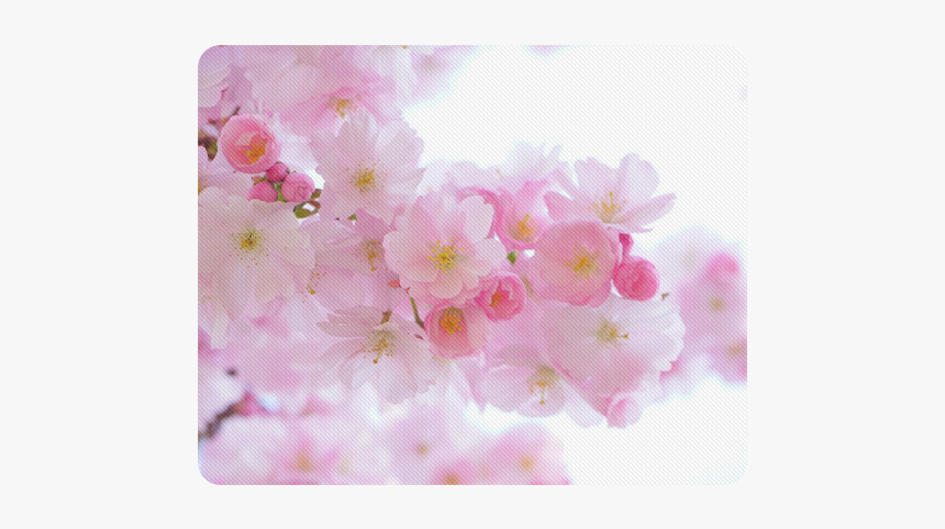 Beautiful Pink Japanese Cherry Tree Blossom Rectangle - Cherry Blossom, HD Png Download, Free Download