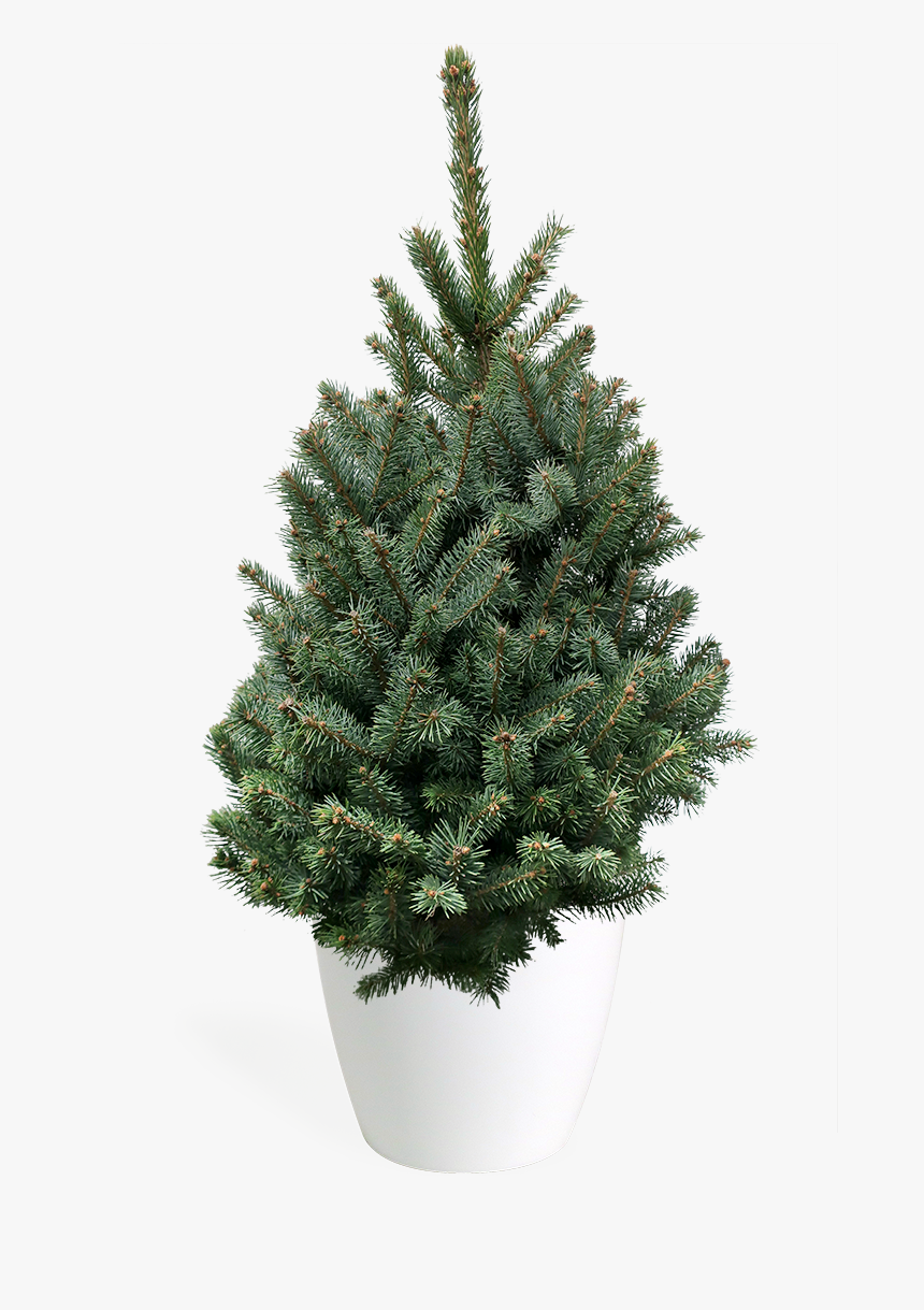 Transparent Blue Christmas Tree Png - Houseplant, Png Download, Free Download