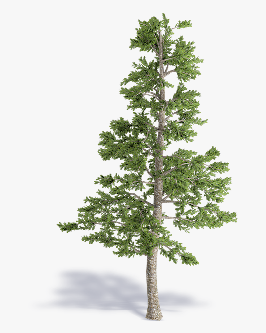 Conifer Tree Png, Transparent Png, Free Download