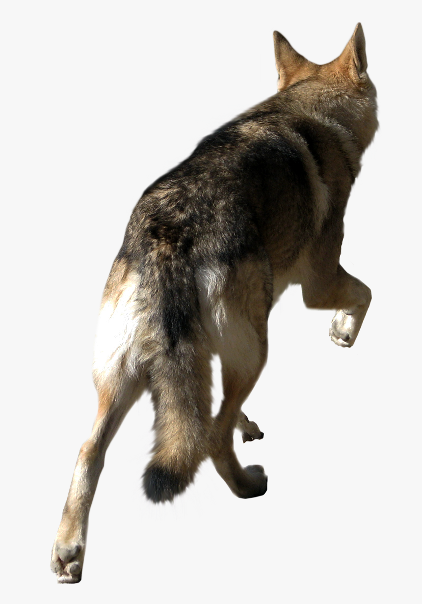 Angry Wolf Png, Transparent Png, Free Download