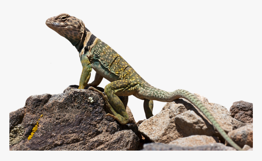 Download Lizard Png Transparent Images Transparent - Reptiles Png, Png Download, Free Download