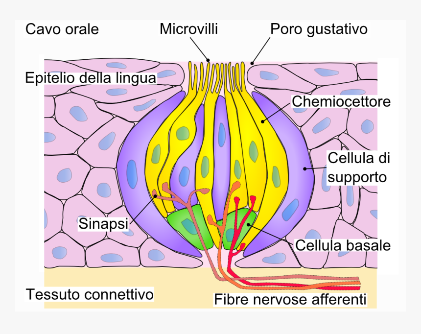 Gemma Gustativa - Microvilli In Taste Cell, HD Png Download, Free Download