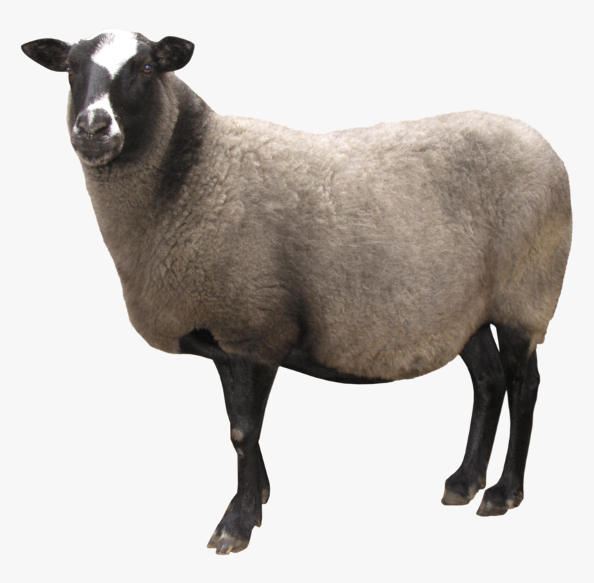 Sheep Png Transparent Images - Sheep Png, Png Download, Free Download