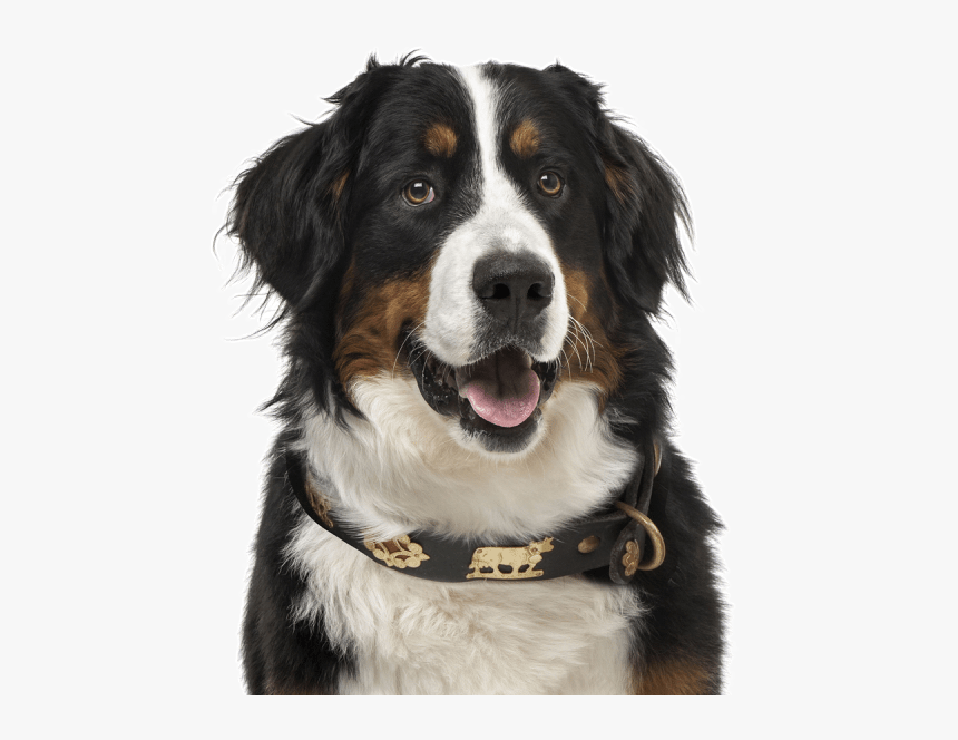 Bernese Mountain Png, Transparent Png, Free Download