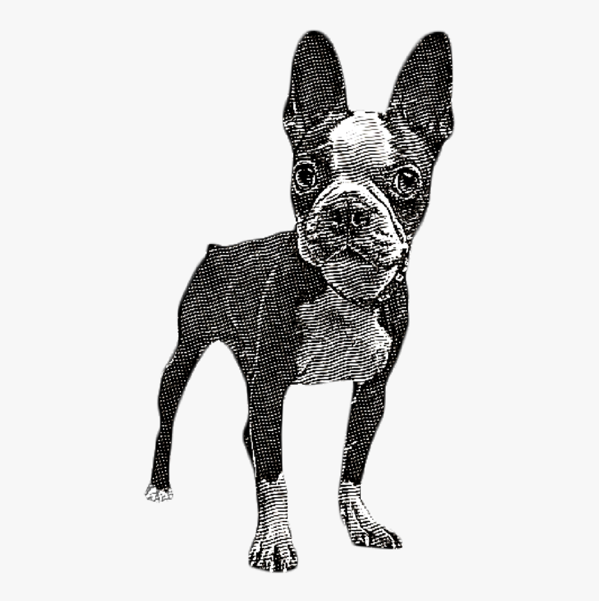 Pet Illustrations 13, HD Png Download, Free Download