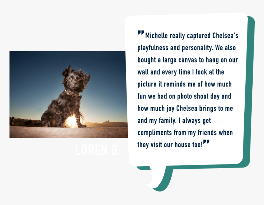 Professional Dog Photographer Five Star Review Bay - Schnoodle, HD Png Download, Free Download