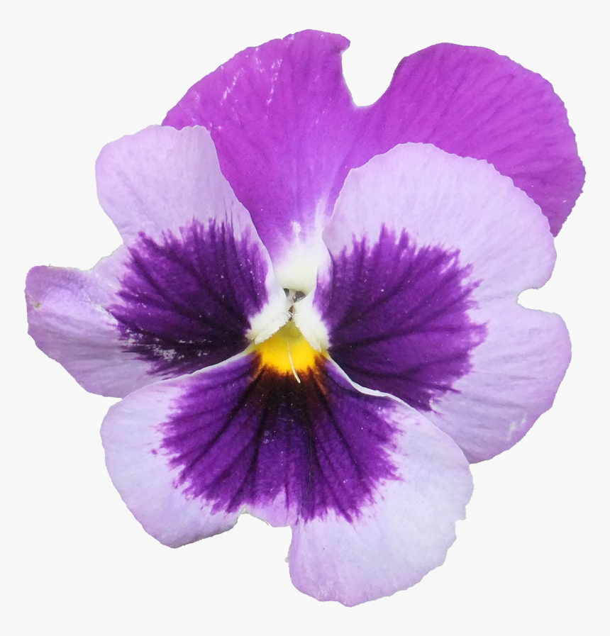 Flores Pensamientos Png, Transparent Png, Free Download