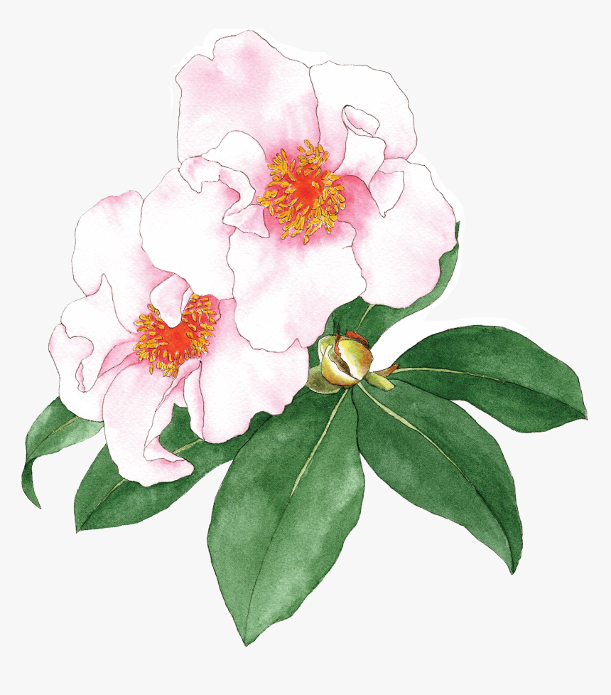 Illustration By Helen Krayenhoff - Camellia Sasanqua, HD Png Download, Free Download