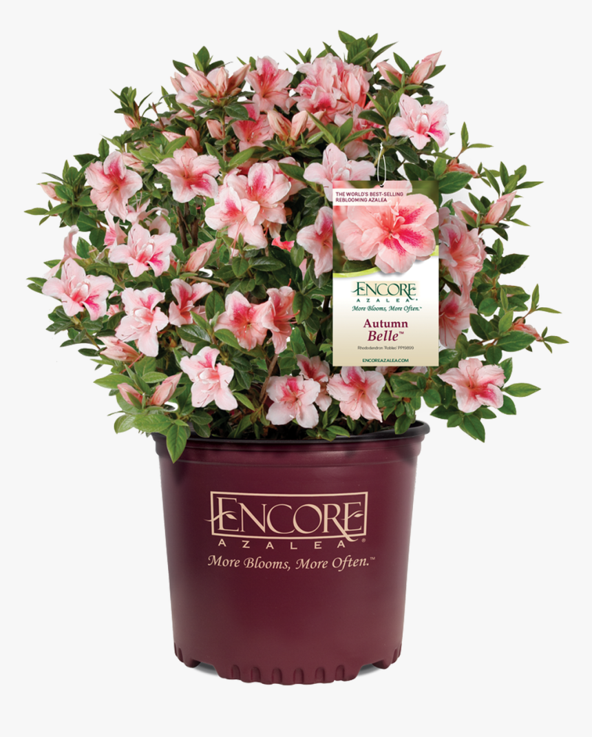 Autumn Belle Encore Azalea In Branded Pot - Autumn Belle Azalea, HD Png Download, Free Download