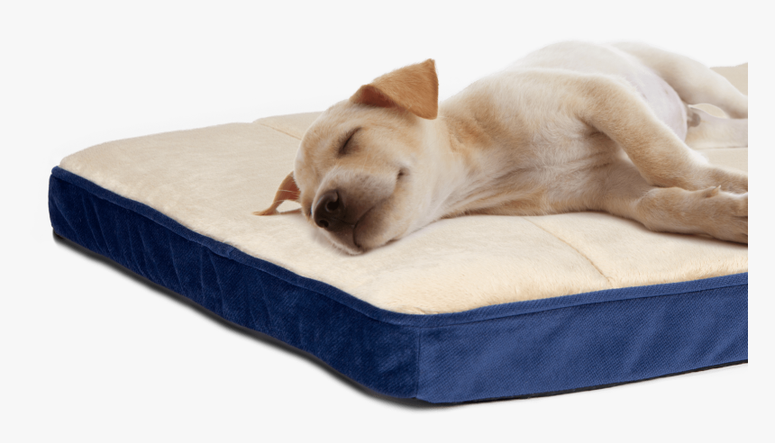 Dog Sleeping On Comfortable Dog Bed - Companion Dog, HD Png Download, Free Download