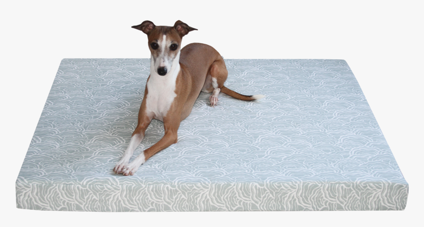 Dog On Orthopedic Bed - Italian Greyhound, HD Png Download, Free Download
