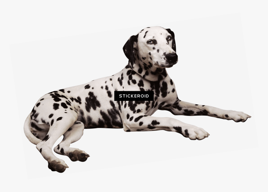 Dalmatian Lying Down - Free Clip Art Dalmatian Dogs, HD Png Download, Free Download