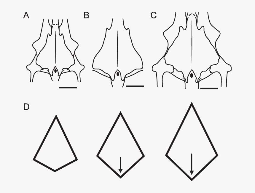 Diagram, HD Png Download, Free Download