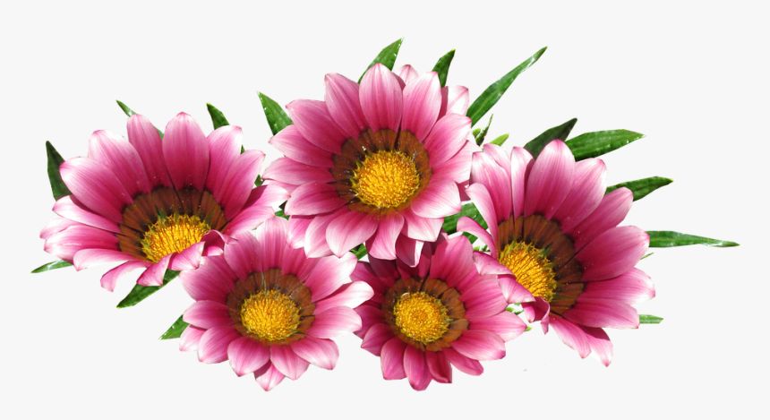 Gazania, HD Png Download, Free Download