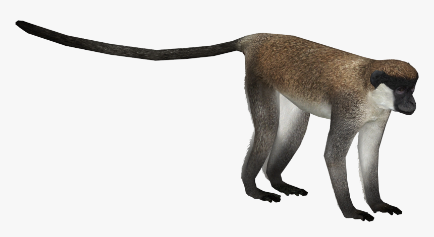 New World Monkey, HD Png Download, Free Download