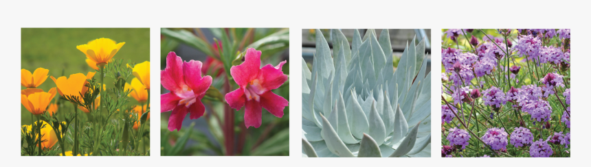 Desert Plants Png, Transparent Png, Free Download