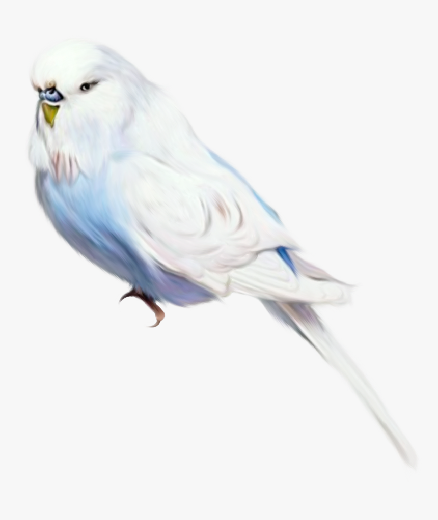 Birds, HD Png Download, Free Download