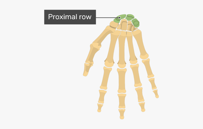 Proximal Row - Carpal Bones, HD Png Download, Free Download