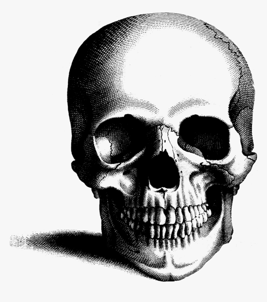 Cross Hatching On Skull, HD Png Download, Free Download