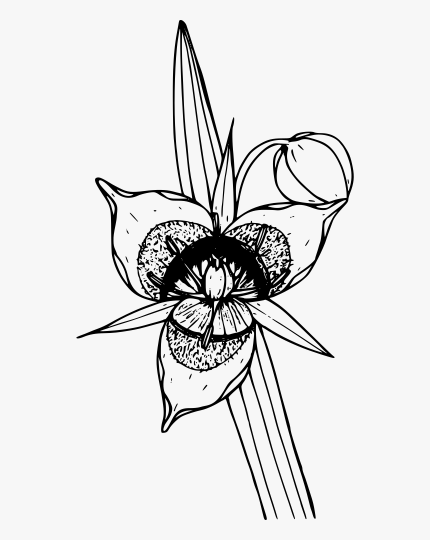 Cat"s Ear Lily - Clip Art, HD Png Download, Free Download