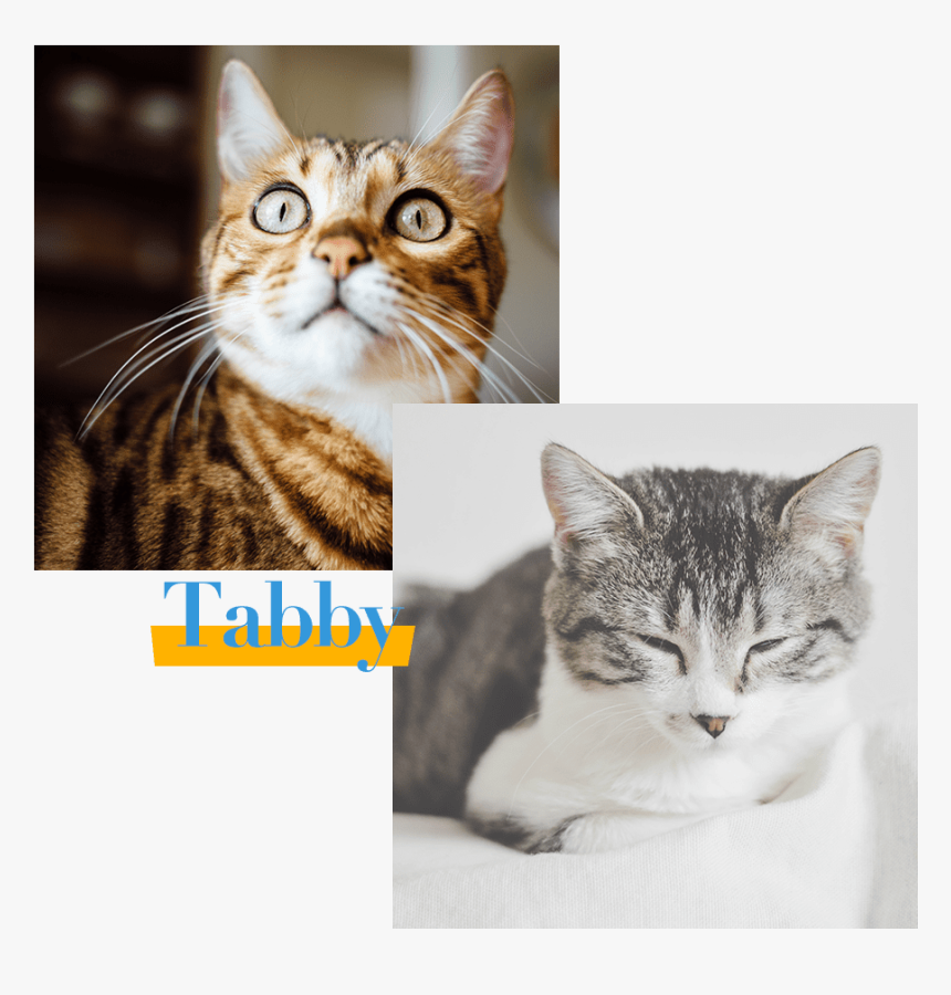 Tabby Cat - Cat, HD Png Download, Free Download