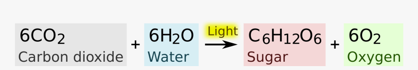 7th Grade Photosynthesis Equation, HD Png Download, Free Download