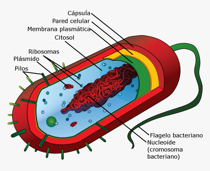 Average Prokaryote Cell-es - Internal Structure Of Bacteria, HD Png Download, Free Download