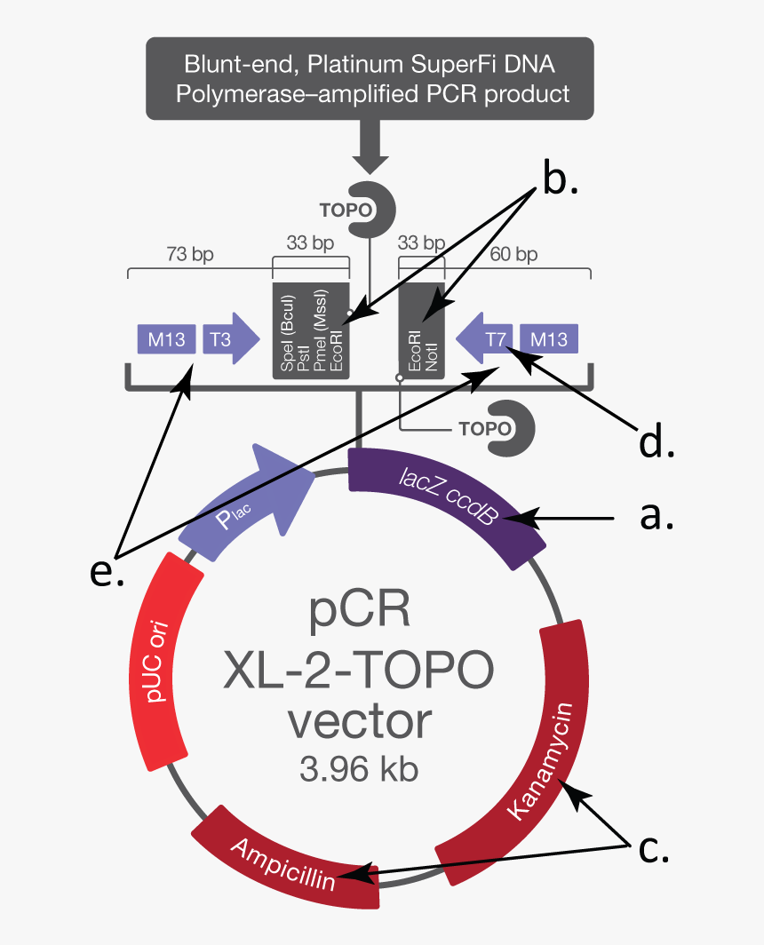 Pcr Xl 2 Topo Vector, HD Png Download, Free Download