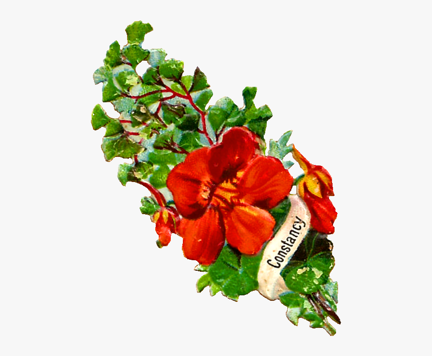 Free Flower Graphic - Chinese Hibiscus, HD Png Download, Free Download