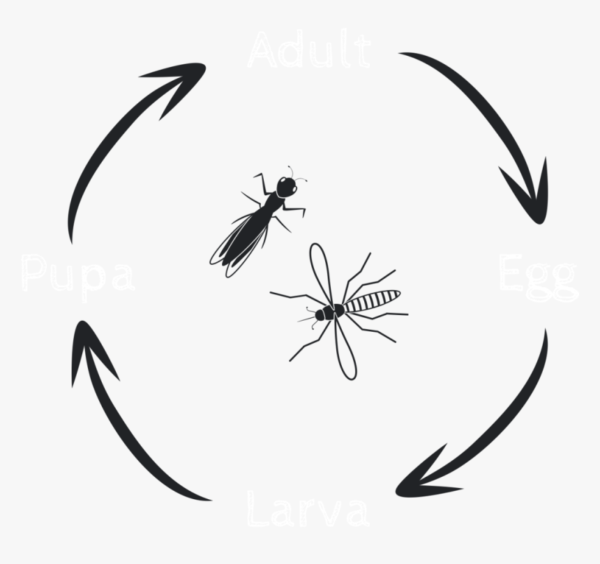 Lifecycle 1, HD Png Download, Free Download