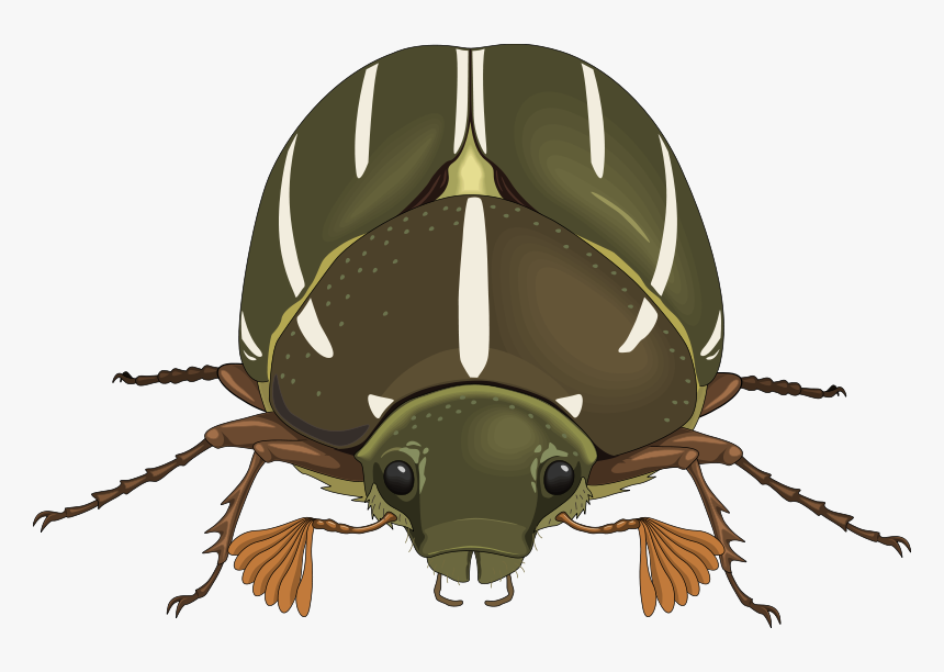 Free Vector Insect - Beetle Bug Front View, HD Png Download, Free Download