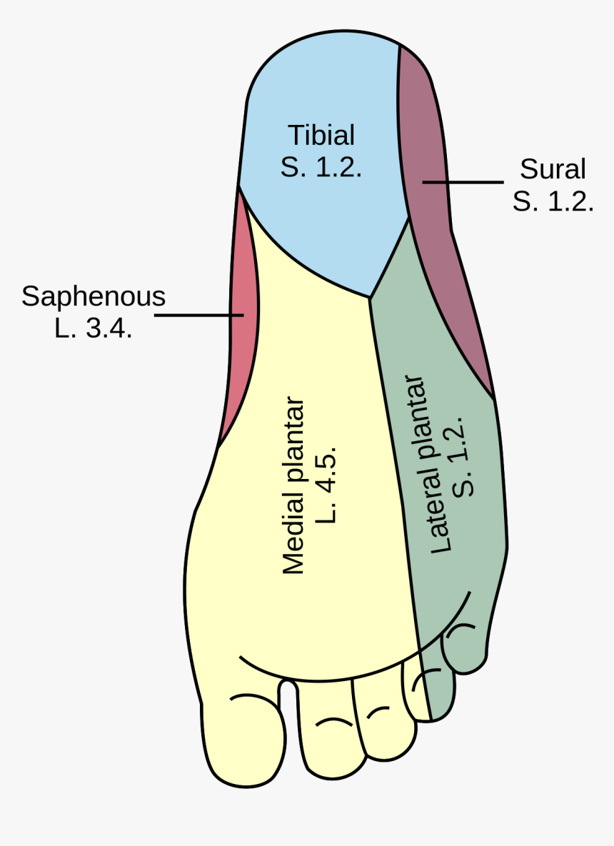 Medial Plantar Nerve, HD Png Download, Free Download