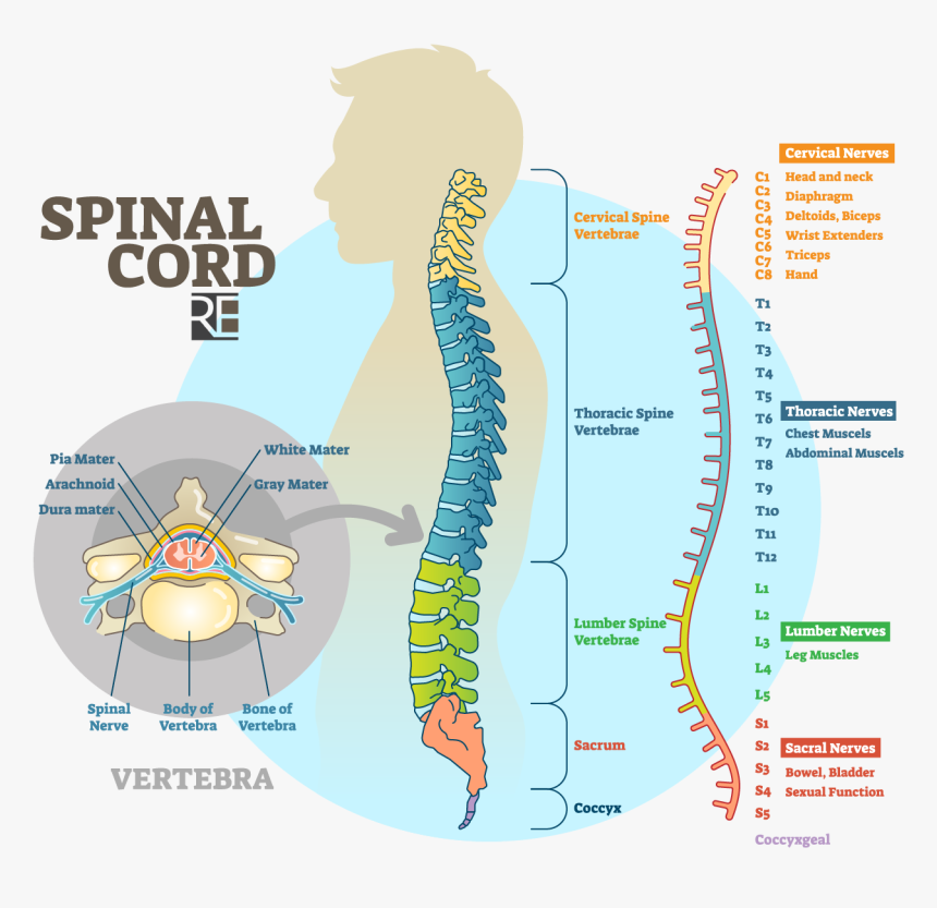 Raynes Erickson Spinal Cord Diagram - Spinal Cord Anatomy, HD Png Download, Free Download