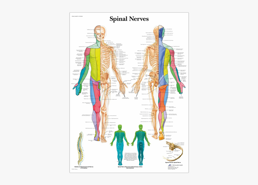 Anatomical Chart - Spinal Nerves - Spine Nerve Anatomy, HD Png Download, Free Download
