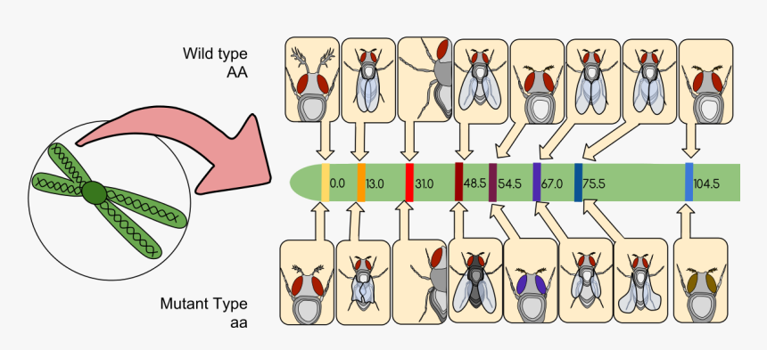 Gene Linkage, HD Png Download, Free Download