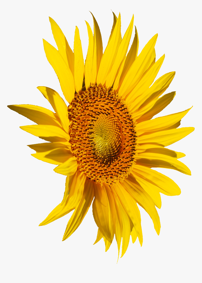 Sunflower, HD Png Download, Free Download