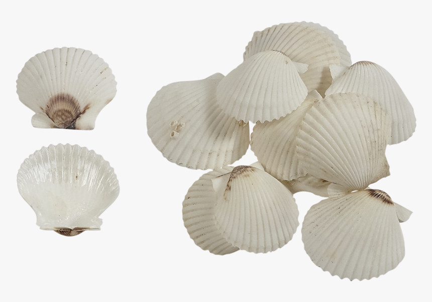 Florida White Scallop - Scallop, HD Png Download, Free Download