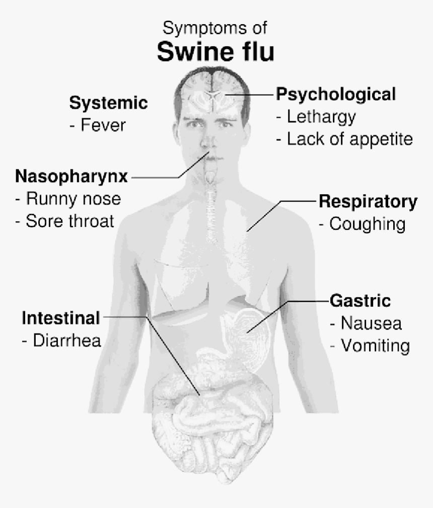 Swine Influenza , Png Download - Swine Flu Symptoms, Transparent Png, Free Download