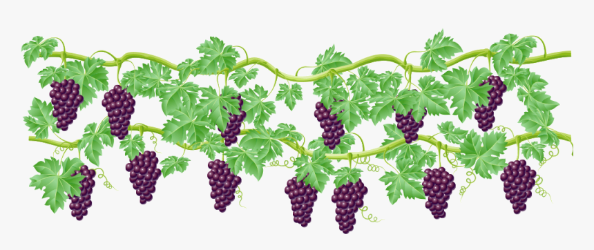 Transparent Crop Clipart - Transparent Background Grape Vine Png, Png Download, Free Download