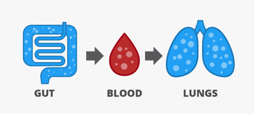 Gases Are Released In The Gut, Absorbed Into The Blood - Hydrogen Breath Test Icon, HD Png Download, Free Download