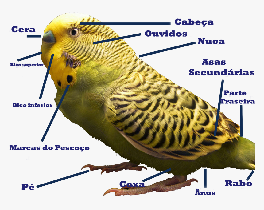 Zebrahighres Labeled Tradução - Budgies Information, HD Png Download, Free Download