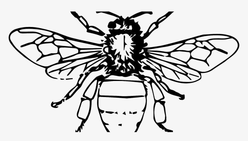 Bee Black And White Png, Transparent Png, Free Download