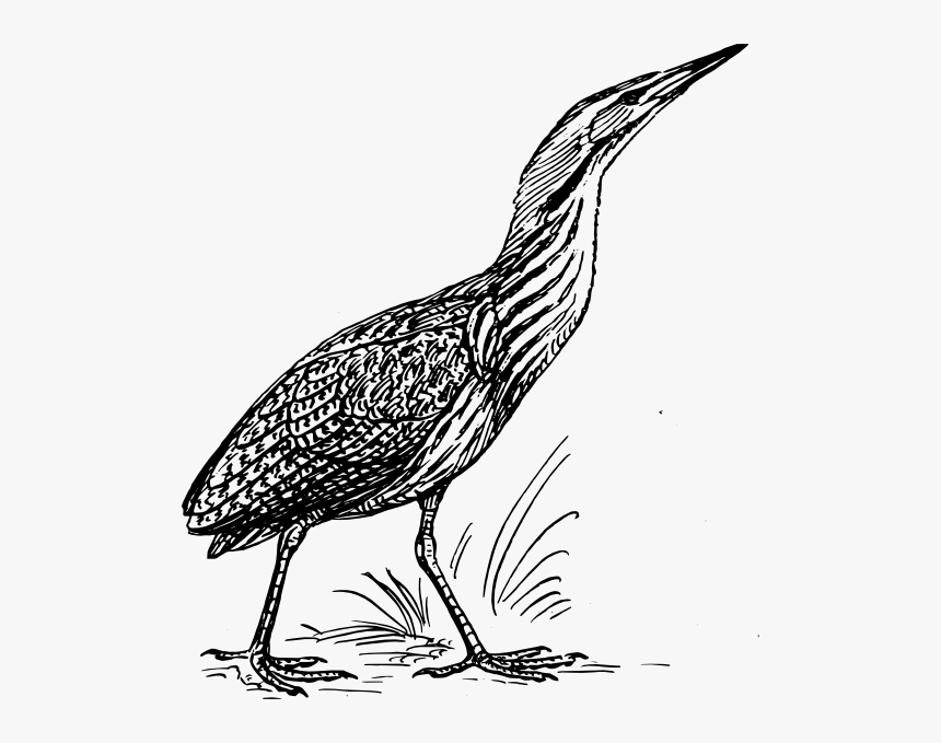 American Bittern Clipart, HD Png Download, Free Download