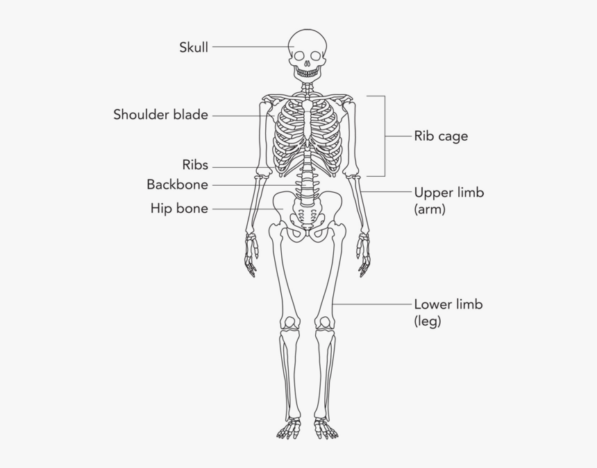 Transparent Human Bone Clipart - Simple Skeleton Bone Names, HD Png Download, Free Download