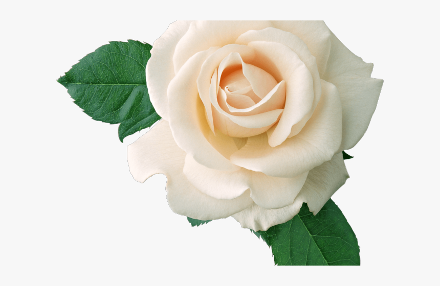 Rose Png Transparent Images - White Flowers Transparent Background, Png Download, Free Download