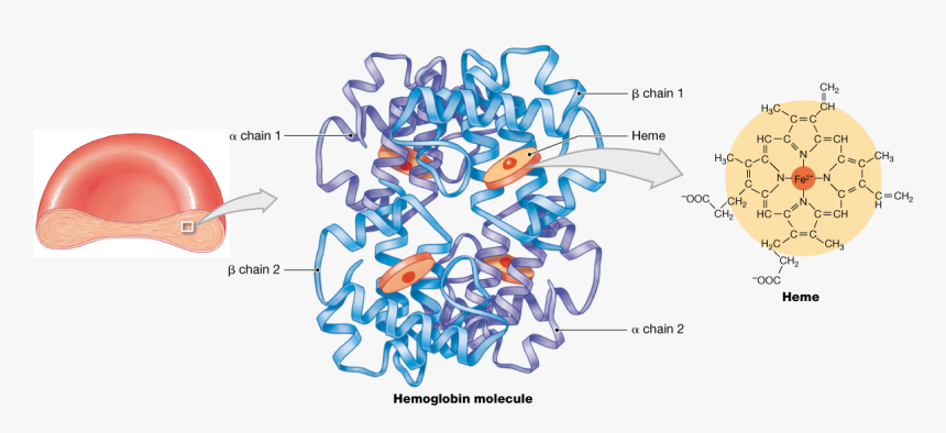Quaternary Collagen Protein Structure, HD Png Download, Free Download