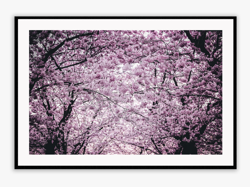 Cherry Blossom, HD Png Download, Free Download